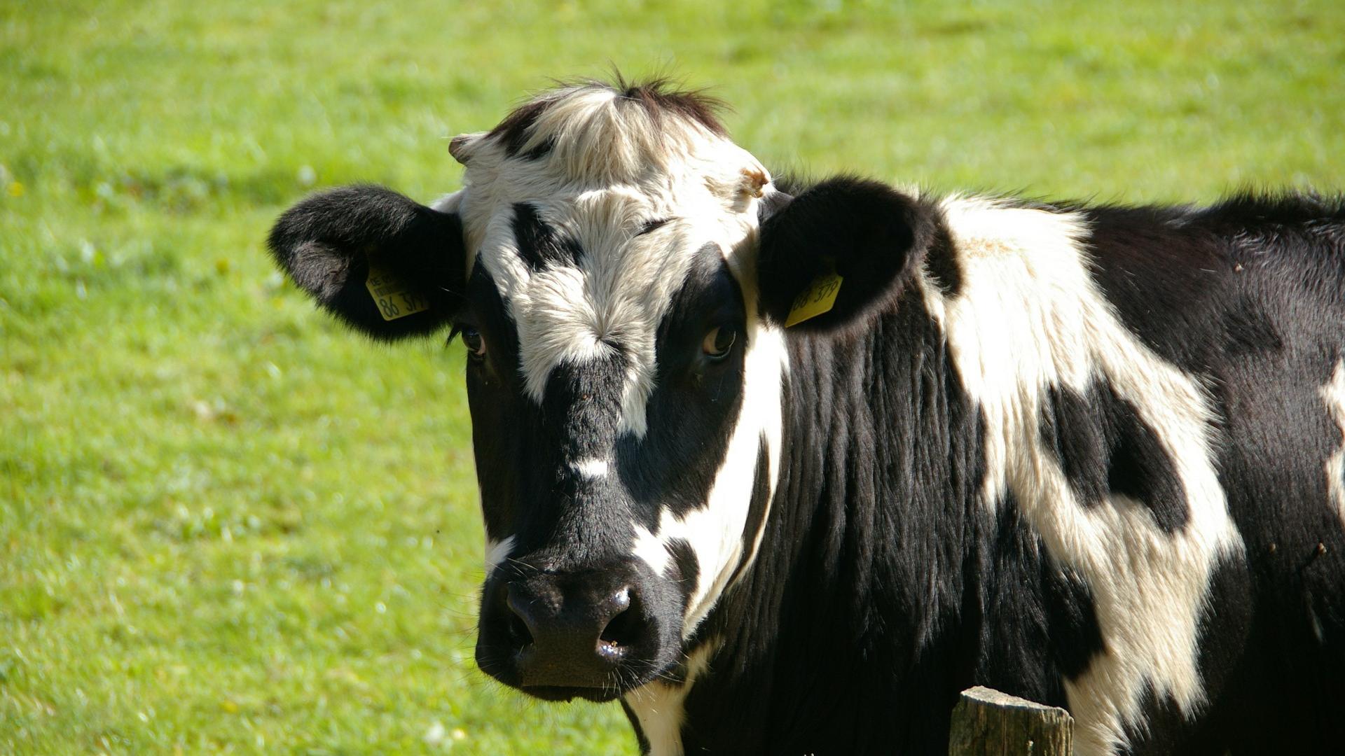 vache